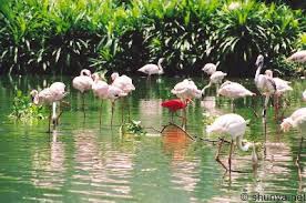 Chú trọng bảo tồn động thực vật ở Vườn quốc gia Cúc Phương